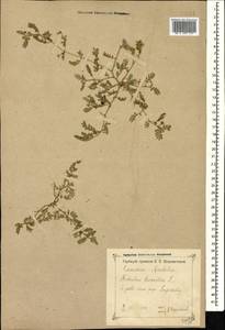 Tribulus terrestris L., Caucasus, Georgia (K4) (Georgia)