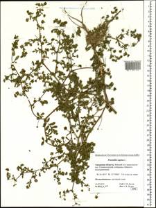 Potentilla supina L., Siberia, Russian Far East (S6) (Russia)