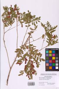 Glycyrrhiza glabra L., Eastern Europe, Lower Volga region (E9) (Russia)