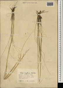 Stipa krylovii Roshev., Mongolia (MONG) (Mongolia)
