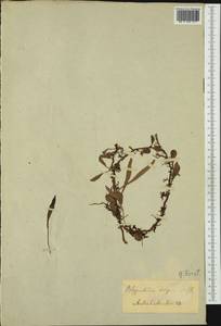 Microgramma heterophylla (L.) Wherry, Australia & Oceania (AUSTR)