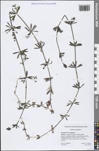 Galium aparine L., South Asia, South Asia (Asia outside ex-Soviet states and Mongolia) (ASIA) (Turkey)