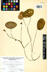 Brasenia schreberi J. F. Gmel., Siberia, Baikal & Transbaikal region (S4) (Russia)