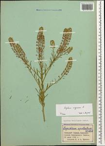 Lepidium virginicum L., Caucasus, Stavropol Krai, Karachay-Cherkessia & Kabardino-Balkaria (K1b) (Russia)