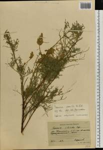 Tamarix gracilis Willd., Eastern Europe, Lower Volga region (E9) (Russia)