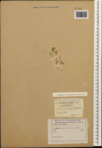 Meniocus linifolius (Stephan ex Willd.) DC., Caucasus (no precise locality) (K0)