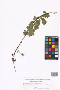 Spiraea, Eastern Europe, Moscow region (E4a) (Russia)