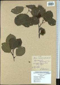 Alnus incana (L.) Moench, Eastern Europe, Central region (E4) (Russia)