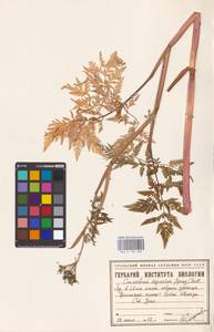 Conioselinum tataricum Hoffm., Eastern Europe, Eastern region (E10) (Russia)