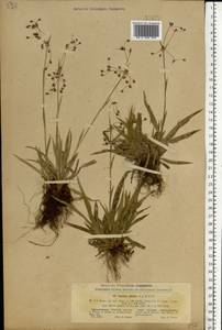 Luzula pilosa (L.) Willd., Eastern Europe, North Ukrainian region (E11) (Ukraine)
