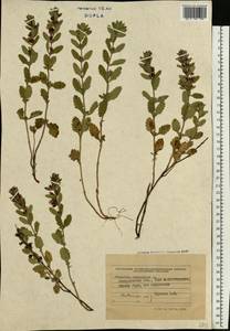 Teucrium chamaedrys L., Eastern Europe, West Ukrainian region (E13) (Ukraine)