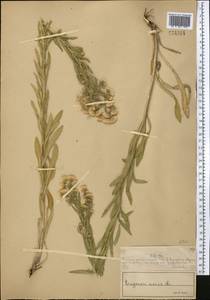 Erigeron acris L., Middle Asia, Muyunkumy, Balkhash & Betpak-Dala (M9) (Kazakhstan)