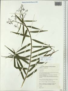 Flagellaria indica L., Australia & Oceania (AUSTR) (Australia)