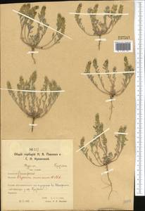 Alyssum turkestanicum Regel & Schmalh. ex Regel, Middle Asia, Northern & Central Kazakhstan (M10) (Kazakhstan)