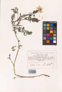 Adonis apennina L., Eastern Europe, Eastern region (E10) (Russia)