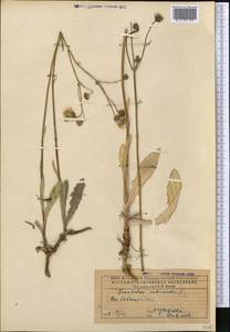 Sonchus, Middle Asia, Caspian Ustyurt & Northern Aralia (M8) (Kazakhstan)