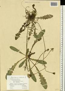 Hypochaeris radicata L., Eastern Europe, North-Western region (E2) (Russia)