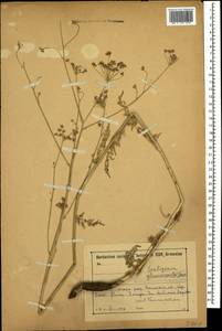 Scaligeria glaucescens (DC.) Boiss., Caucasus, Armenia (K5) (Armenia)