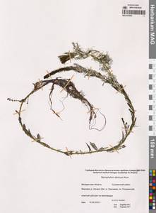 Myriophyllum sibiricum Kom., Siberia, Chukotka & Kamchatka (S7) (Russia)