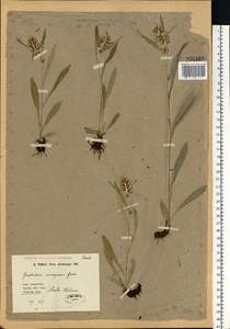 Omalotheca norvegica (Gunnerus) Sch. Bip. & F. W. Schultz, Eastern Europe, Northern region (E1) (Russia)