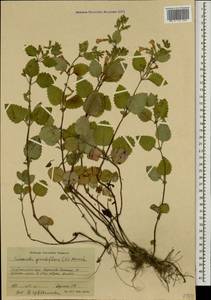 Clinopodium grandiflorum (L.) Kuntze, Caucasus, Stavropol Krai, Karachay-Cherkessia & Kabardino-Balkaria (K1b) (Russia)