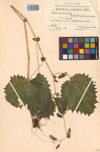 Laportea cuspidata (Wedd.) Friis, Siberia, Russian Far East (S6) (Russia)