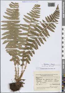 Polystichum braunii (Spenn.) Fée, Siberia, Russian Far East (S6) (Russia)