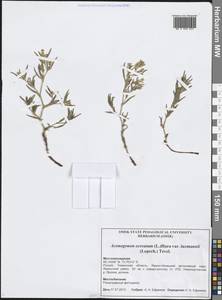 Koenigia ocreata (L.) T. M. Schust. & Reveal, Siberia, Western Siberia (S1) (Russia)