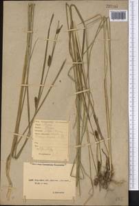 Carex melanostachya M.Bieb. ex Willd., Middle Asia, Northern & Central Kazakhstan (M10) (Kazakhstan)