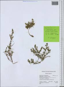 Salsola tragus L., Middle Asia, Pamir & Pamiro-Alai (M2) (Kyrgyzstan)