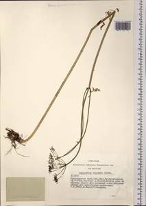 Aegopodium alpestre Ledeb., Siberia, Altai & Sayany Mountains (S2) (Russia)