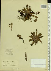 Saxifraga paniculata, Eastern Europe, Northern region (E1) (Russia)