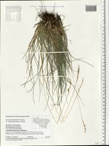 Festuca trachyphylla (Hack.) Hack., Eastern Europe, Central region (E4) (Russia)