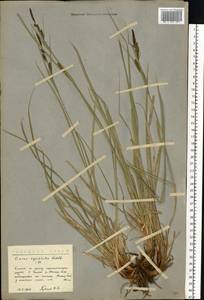 Carex aquatilis Wahlenb., Eastern Europe, Northern region (E1) (Russia)