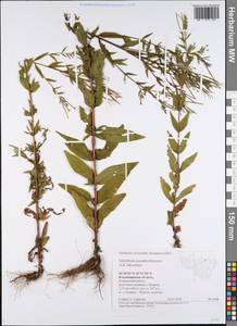 Epilobium pseudorubescens A. K. Skvortsov, Eastern Europe, Central region (E4) (Russia)