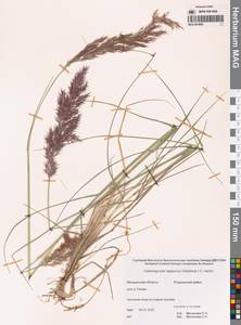 Calamagrostis lapponica (Wahlenb.) Hartm., Siberia, Chukotka & Kamchatka (S7) (Russia)