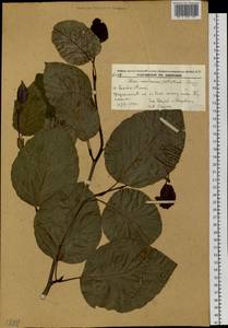 Alnus maximowiczii Callier, Siberia, Russian Far East (S6) (Russia)