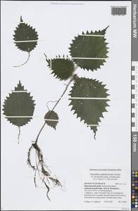 Girardinia diversifolia subsp. suborbiculata (C. J. Chen) C. J. Chen & Friis, Siberia, Russian Far East (S6) (Russia)