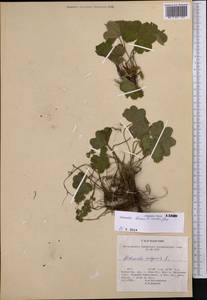 Alchemilla humilicaulis Juz., Middle Asia, Northern & Central Tian Shan (M4) (Kazakhstan)