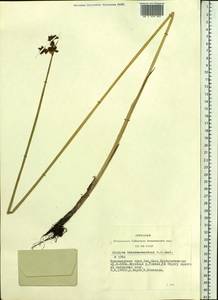 Schoenoplectus tabernaemontani (C.C.Gmel.) Palla, Siberia, Altai & Sayany Mountains (S2) (Russia)