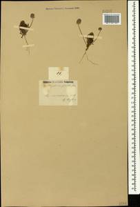Ceratocephala falcata (L.) Pers., Caucasus, Armenia (K5) (Armenia)