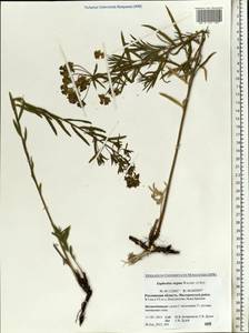 Euphorbia tommasiniana Bertol., Eastern Europe, Rostov Oblast (E12a) (Russia)