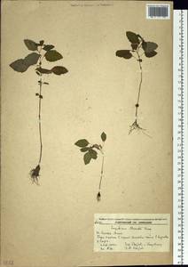 Impatiens maackii Hook. ex Kom., Siberia, Russian Far East (S6) (Russia)