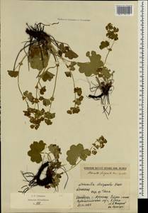 Alchemilla strigosula Buser ex C. DC., Caucasus, Armenia (K5) (Armenia)