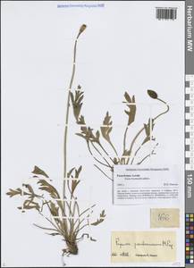 Oreomecon pseudocanescens (Popov) Galasso, Banfi & Bartolucci, Siberia, Altai & Sayany Mountains (S2) (Russia)