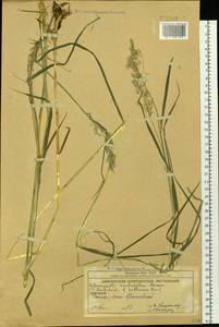 Calamagrostis kamczatica, Siberia, Chukotka & Kamchatka (S7) (Russia)