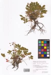 Potentilla humifusa Willd. ex D. F. K. Schltdl., Eastern Europe, Central forest-and-steppe region (E6) (Russia)