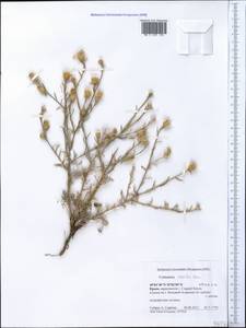 Centaurea alba subsp. sterilis (Stev.) Mikheev, Crimea (KRYM) (Russia)