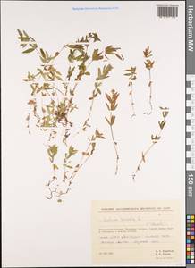 Galium boreale L., Siberia, Chukotka & Kamchatka (S7) (Russia)