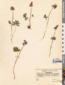 Corydalis arctica Popov, Siberia, Chukotka & Kamchatka (S7) (Russia)
